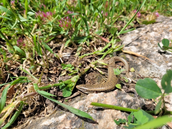 Chalcides ocellatus  photographed by אלון פן 