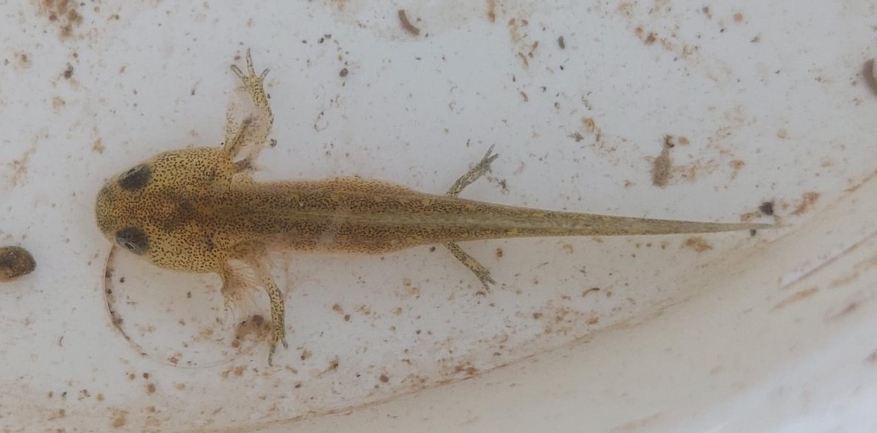 Triturus vittatus vittatus  photographed by ברק שחם 