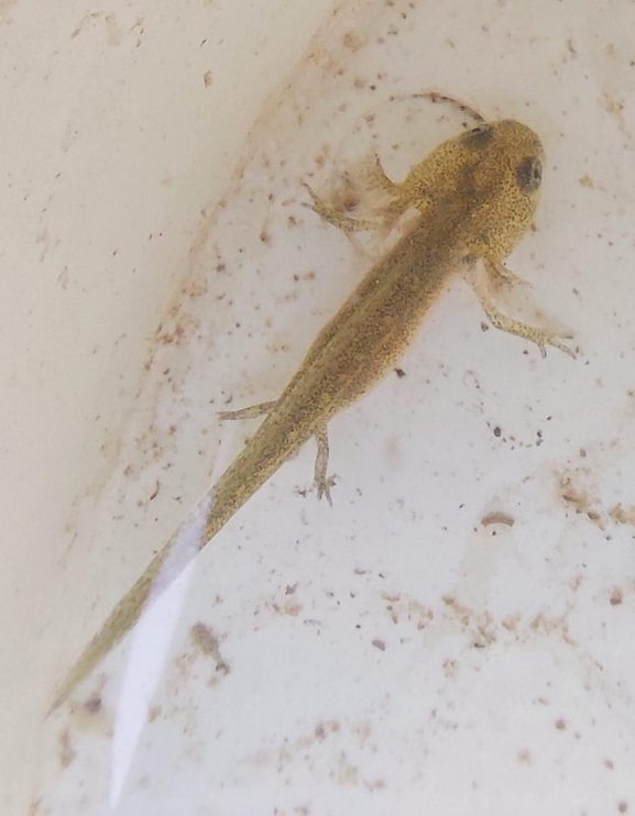 Triturus vittatus vittatus  photographed by ברק שחם 