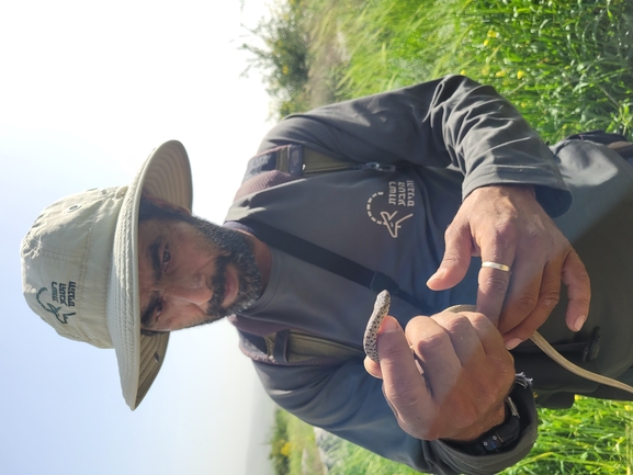 Dolichophis jugularis  photographed by אור מילשטיין 