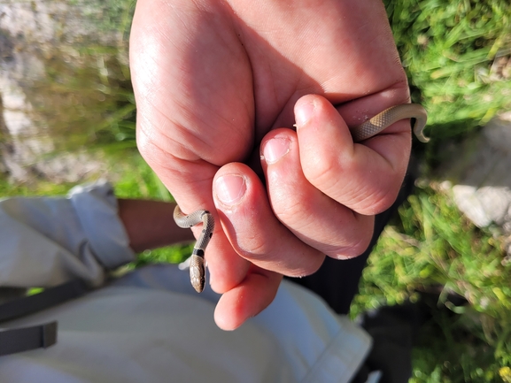 Coluber rubriceps  photographed by אור מילשטיין 