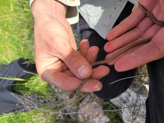 Coluber rubriceps  photographed by אור מילשטיין 