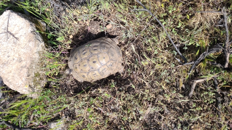 Testudo graeca  photographed by הדס כהנר 