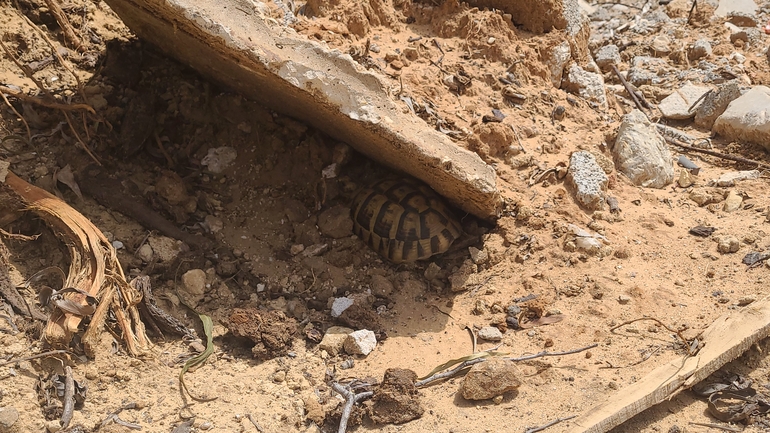 Testudo graeca  photographed by סיון מרדוק 