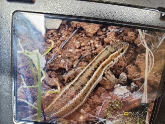 Ophisops elegans ehrenbergii  photographed by g_weil@npa.org.il 