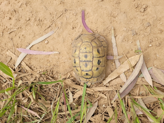 Testudo graeca  photographed by ברוך תמם 