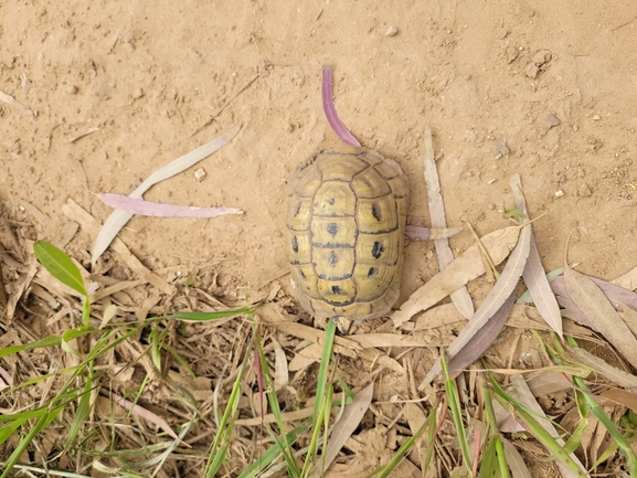 Testudo graeca  photographed by ברוך תמם 