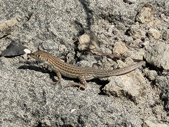 Acanthodactylus schreiberi syriacus  photographed by שי קורן 