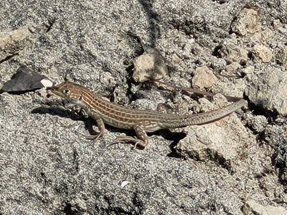 Acanthodactylus schreiberi syriacus  photographed by שי קורן 