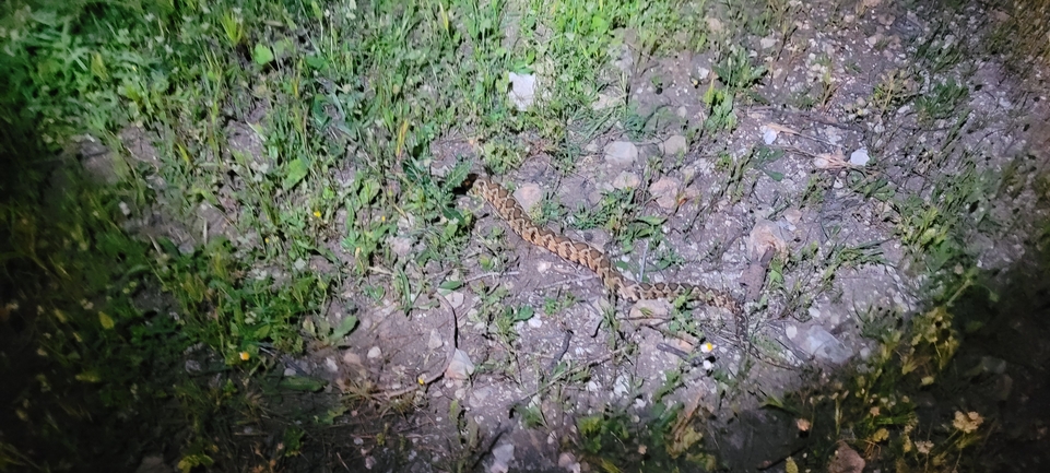 Vipera palaestinae  photographed by ליעד כהן 