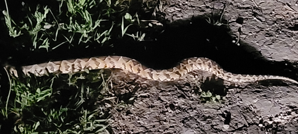 Vipera palaestinae  photographed by ליעד כהן 