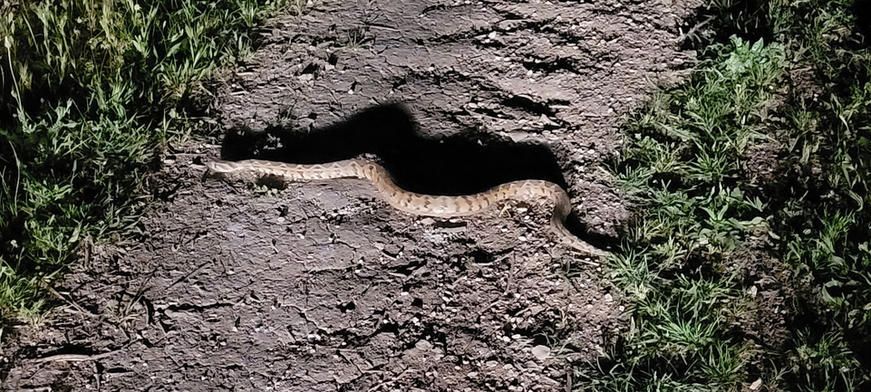 Vipera palaestinae  photographed by ליעד כהן 