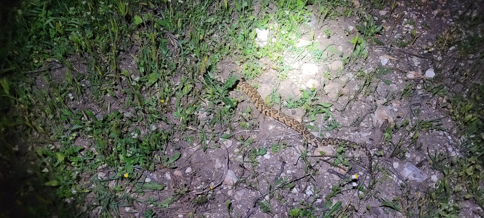 Vipera palaestinae  photographed by ליעד כהן 