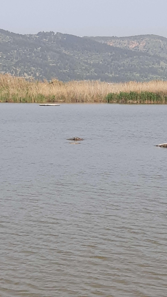 Trionyx triunguis  photographed by יורם מלכה 