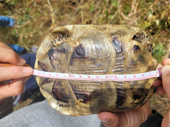 Testudo graeca  photographed by סיון מרדוק 