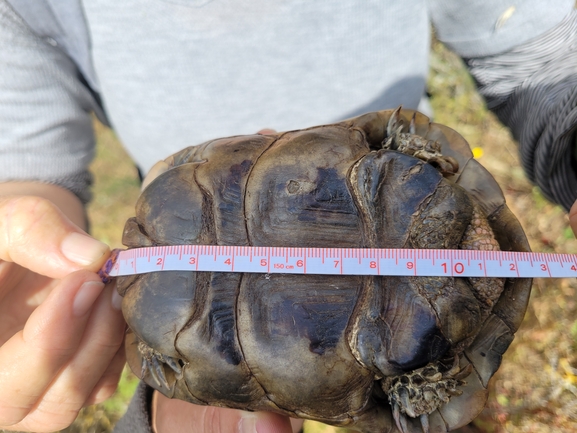 Testudo graeca  photographed by סיון מרדוק 