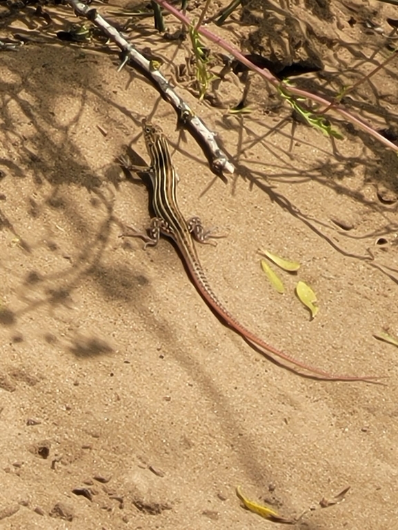 Acanthodactylus schreiberi syriacus  photographed by סיון מרדוק 