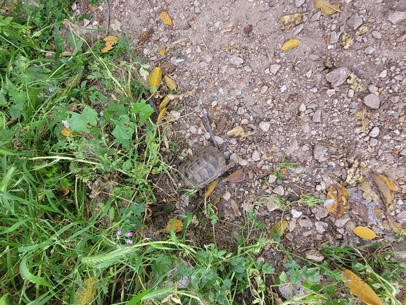 Testudo graeca  photographed by יונתן סבלסקי 