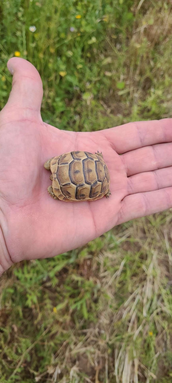 Testudo graeca  photographed by urio@npa.org.il 