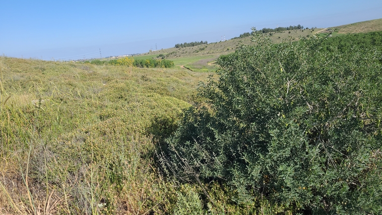 Bufo viridis  photographed by ליעד כהן 