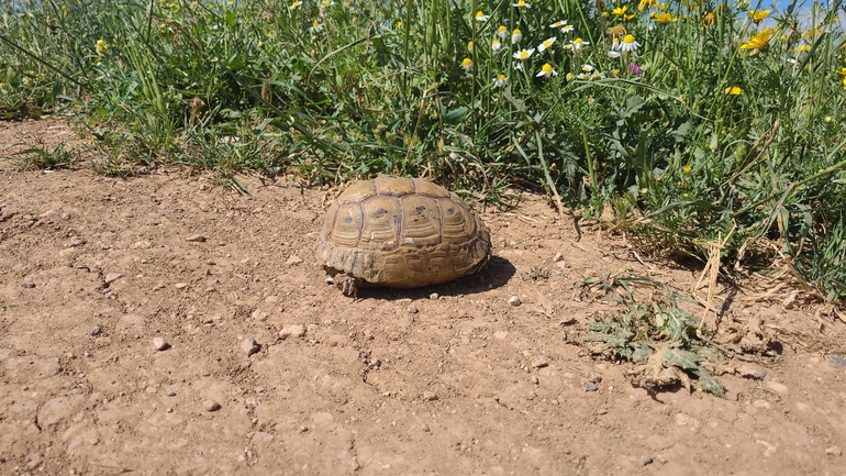 Testudo graeca  photographed by ליעד כהן 