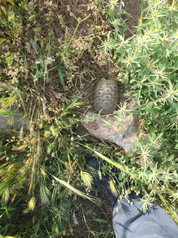 Testudo graeca  photographed by מתן מוראד 