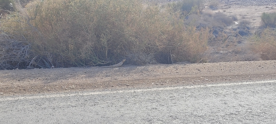 Dabb Lizard  photographed by אברהם לינקולן 