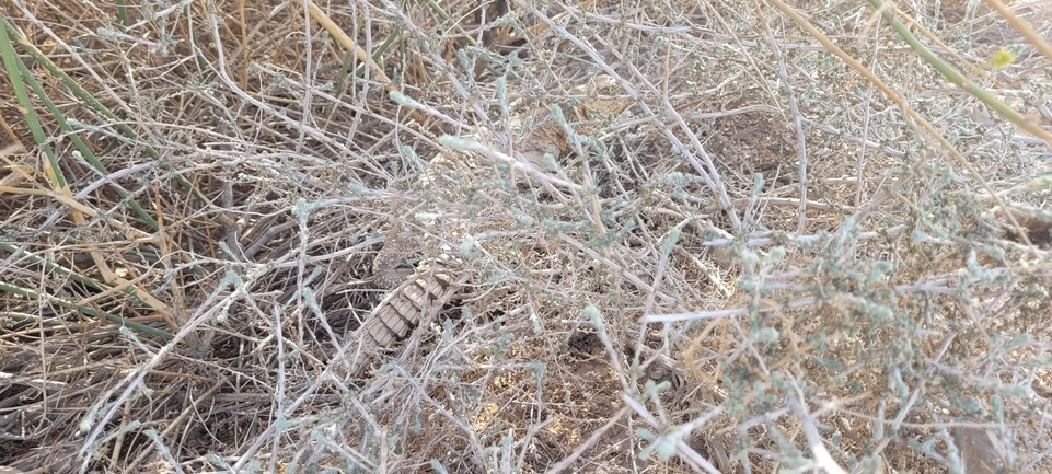 Uromastyx aegyptia  צולם על ידי אברהם לינקולן 