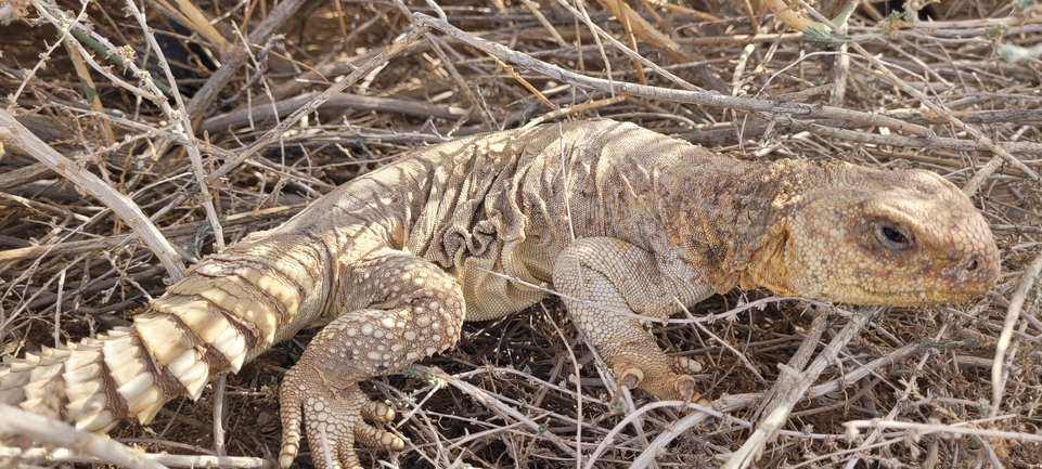 Dabb Lizard  photographed by אברהם לינקולן 