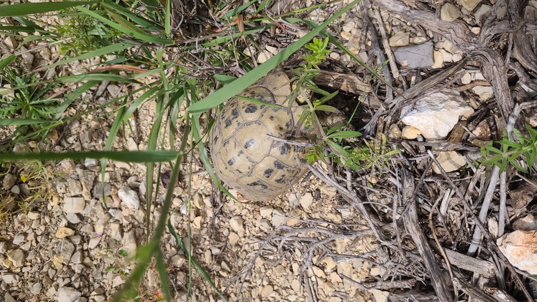 Testudo graeca  photographed by יגאל מילר 