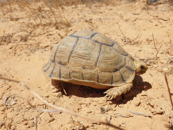 Testudo kleinmanni  photographed by אביעד בר 