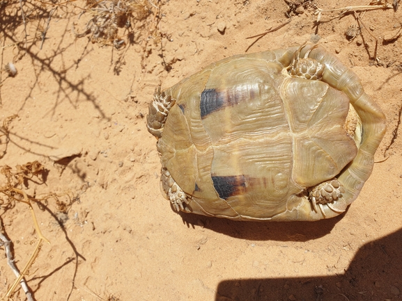 Testudo kleinmanni  photographed by אביעד בר 