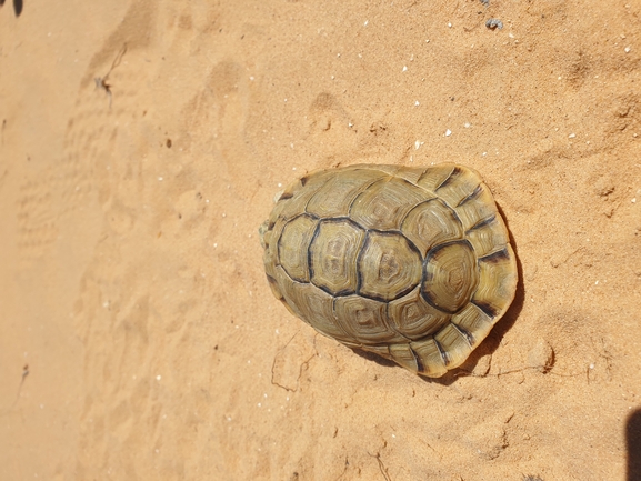 Testudo kleinmanni  photographed by אביעד בר 