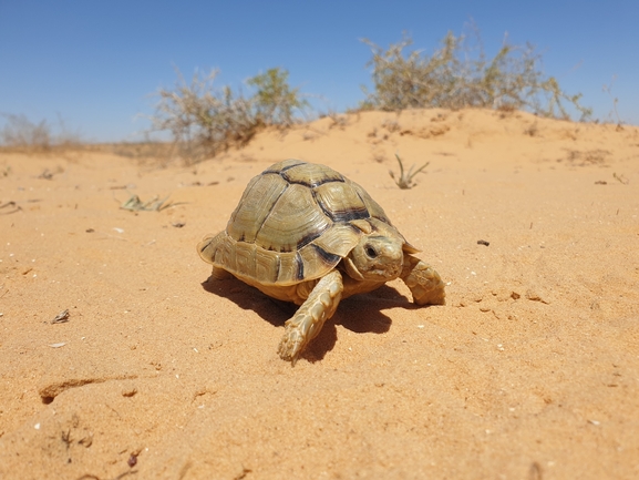 Testudo kleinmanni  photographed by אביעד בר 