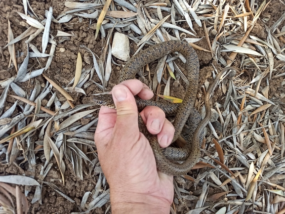 Dolichophis jugularis  photographed by בעז שחם 