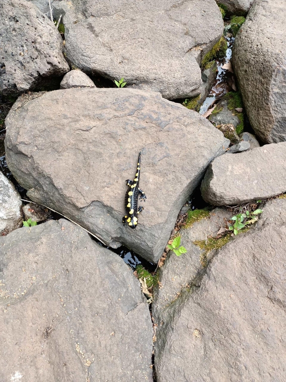 Salamandra infraimmaculata  photographed by איימן גוטאני 