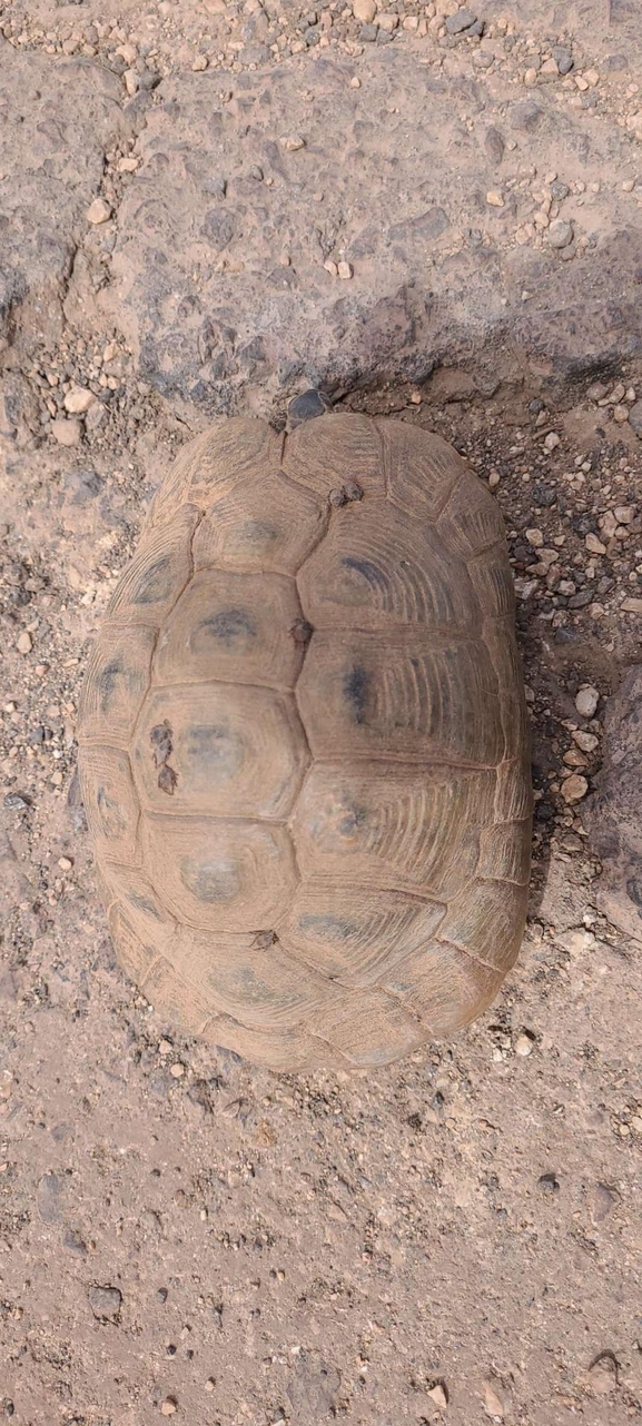 Testudo graeca  photographed by עידו שקד 