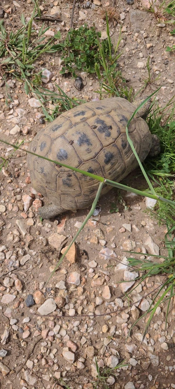 Testudo graeca  photographed by עידו שקד 