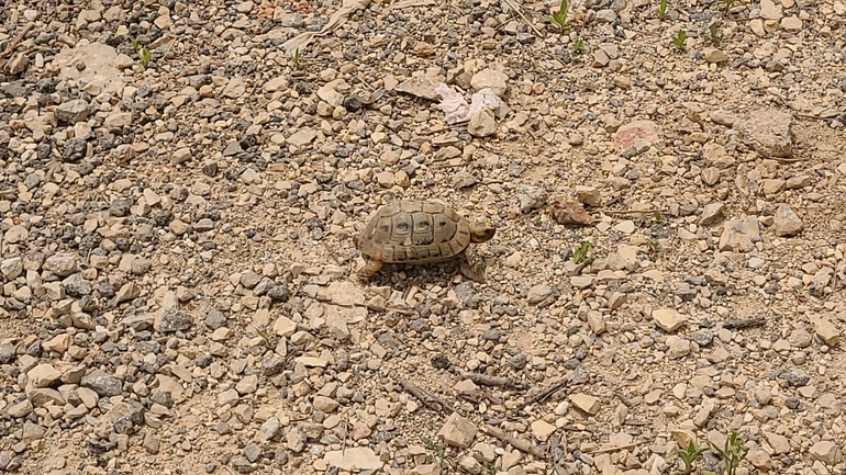 Testudo graeca  photographed by רמי יוספי 