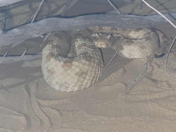 Pseudocerastes persicus fieldi  photographed by ערן גיסיס 