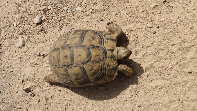 Testudo graeca  photographed by נעם שגב 