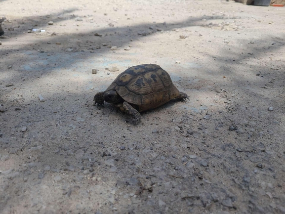 Testudo graeca  photographed by רונית רוזן 