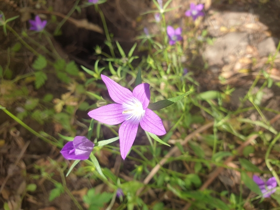 Dabb Lizard  photographed by שלומי עמרן 