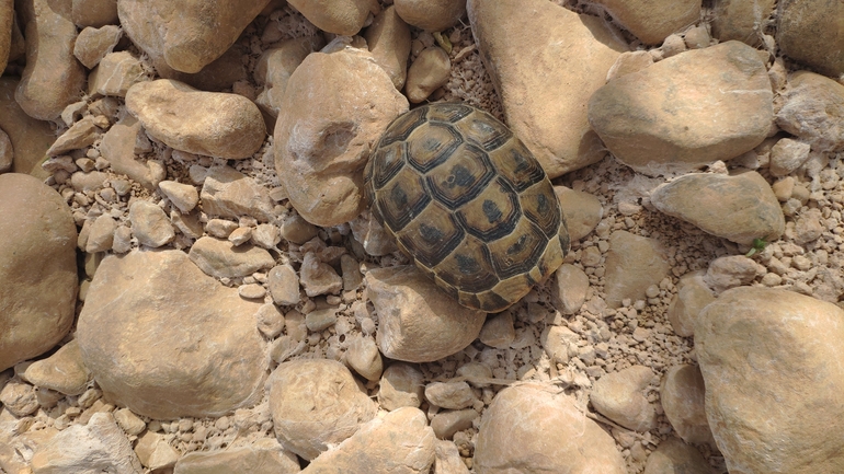 Testudo graeca  photographed by lowramati@tauex.tau.ac.il 