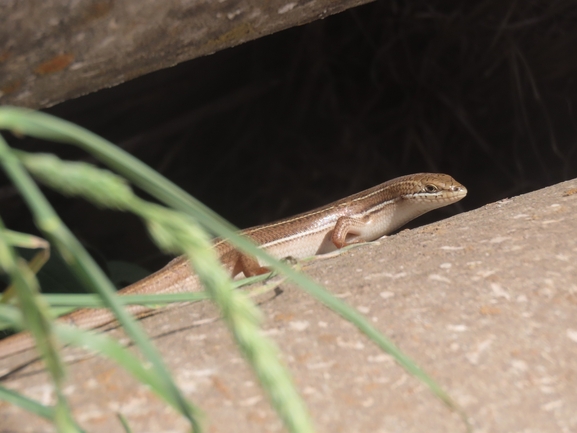 Mabuya vittata  photographed by עמית מנדלסון 