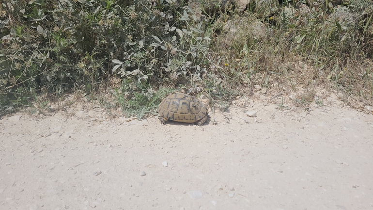 Testudo graeca  photographed by רמי יוספי 