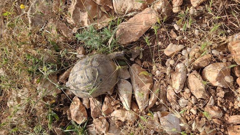 Testudo graeca  photographed by מתן מוראד 