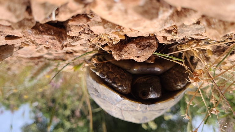 Testudo graeca  photographed by רועי רבין 