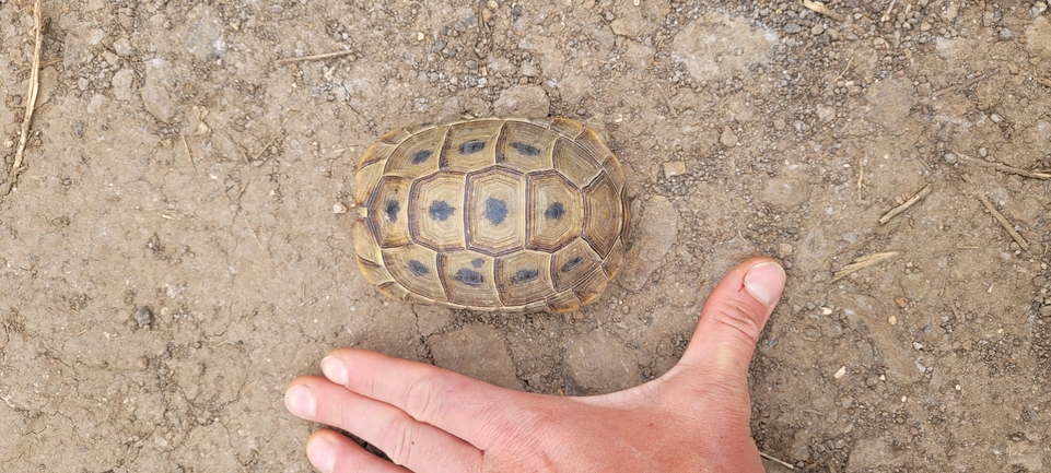 Testudo graeca  photographed by ג'ורג'י נורקין 