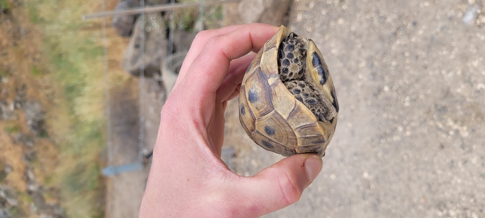 Testudo graeca  photographed by ג'ורג'י נורקין 